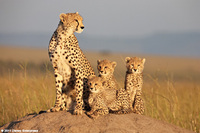 Leones de Africa