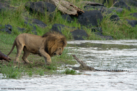 Leones de Africa