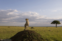 Leones de Africa