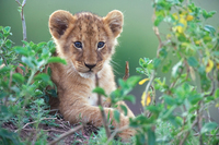 Leones de Africa