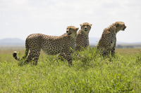 Leones de Africa
