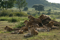 Leones de Africa