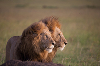 Leones de Africa