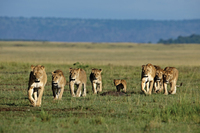 Leones de Africa