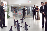 Los Pingüinos de Papá