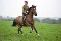 Caballo de Guerra