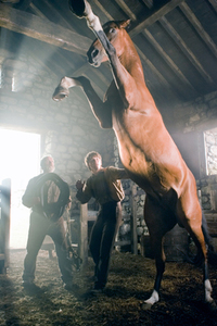 Caballo de Guerra