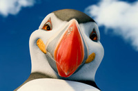 Happy Feet 2