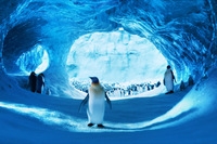 Happy Feet 2