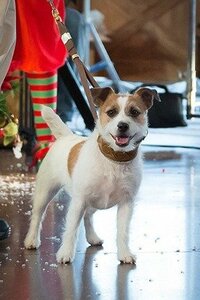 El Perrito de Santa