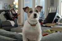El Perrito de Santa