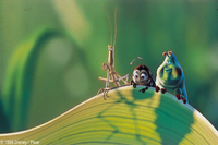 Bichos, una aventura en miniatura