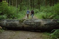 Into the Forest