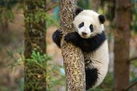Nacidos en China