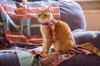A Street Cat Named Bob