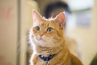 A Street Cat Named Bob