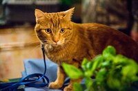 A Street Cat Named Bob