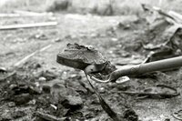 Dawson City