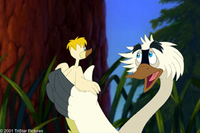 El cisne trompetista