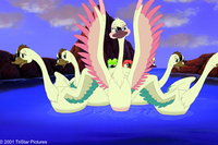 El cisne trompetista