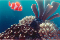 Buscando a Nemo