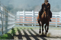 Alma de héroes: La leyenda de Seabiscuit