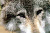 Danza con Lobos