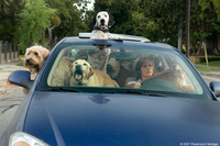 El año del perro