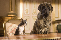 Hotel para perros