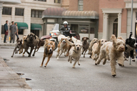 Hotel para perros