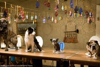 Hotel para perros