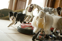 Hotel para perros