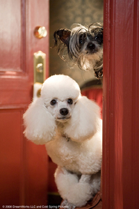 Hotel para perros
