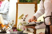 Un chihuahua en Beverly Hills