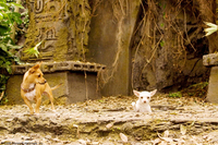 Un chihuahua en Beverly Hills