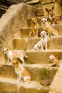 Un chihuahua en Beverly Hills