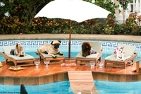Un chihuahua en Beverly Hills