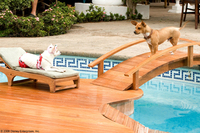 Un chihuahua en Beverly Hills