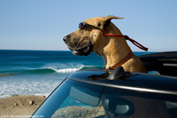 Marmaduke