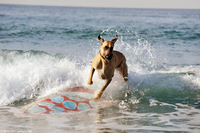 Marmaduke