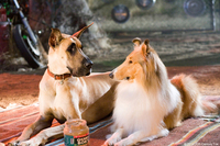 Marmaduke