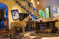 Marmaduke