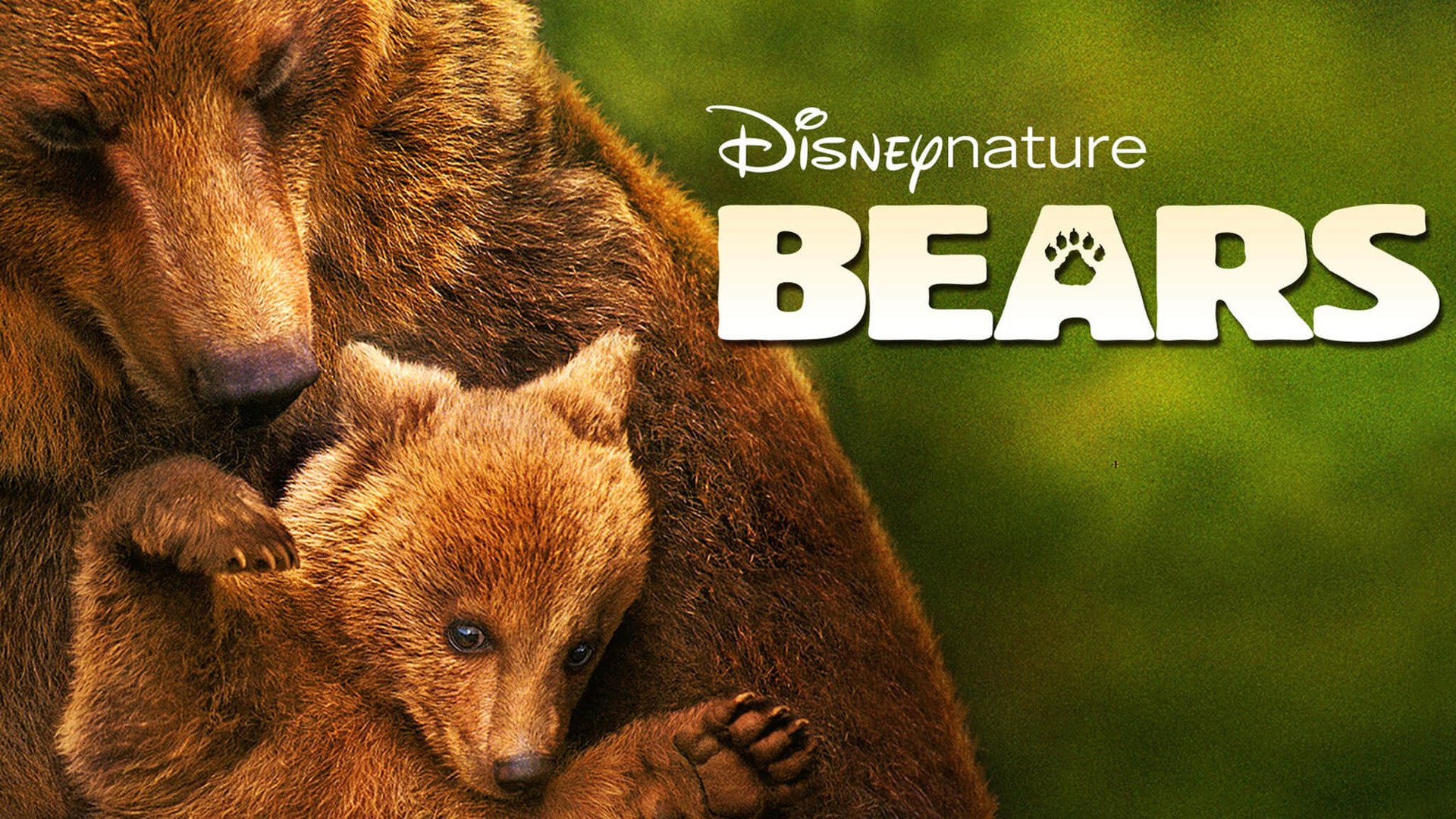 No Bears - Rotten Tomatoes