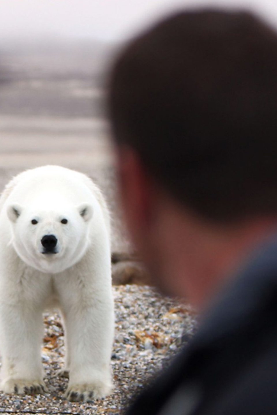 Arctic Pictures Rotten Tomatoes