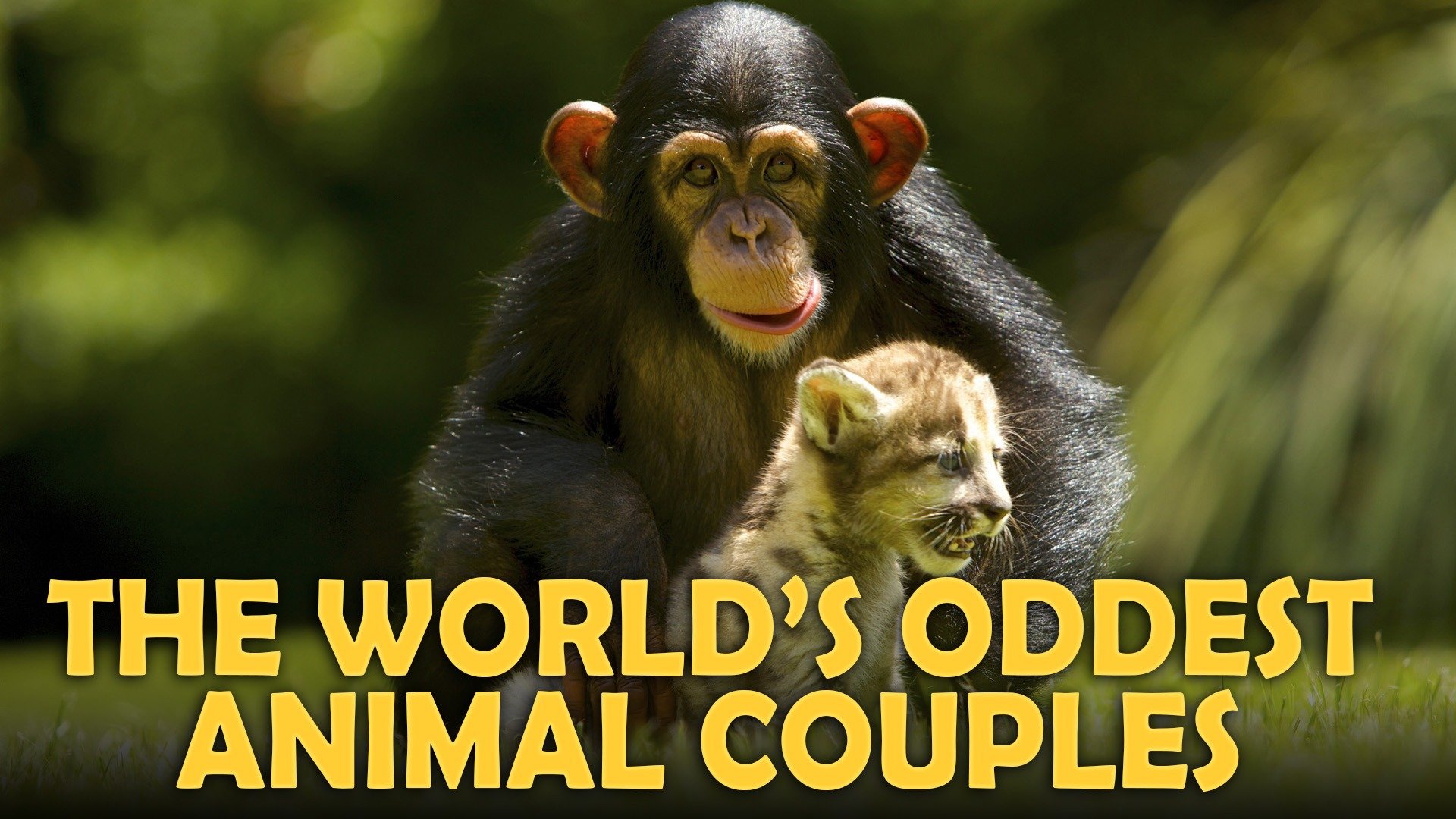 The World's Oddest Animal Couples - Rotten Tomatoes The World's Oddest Animal Couples - Rotten Tomatoes