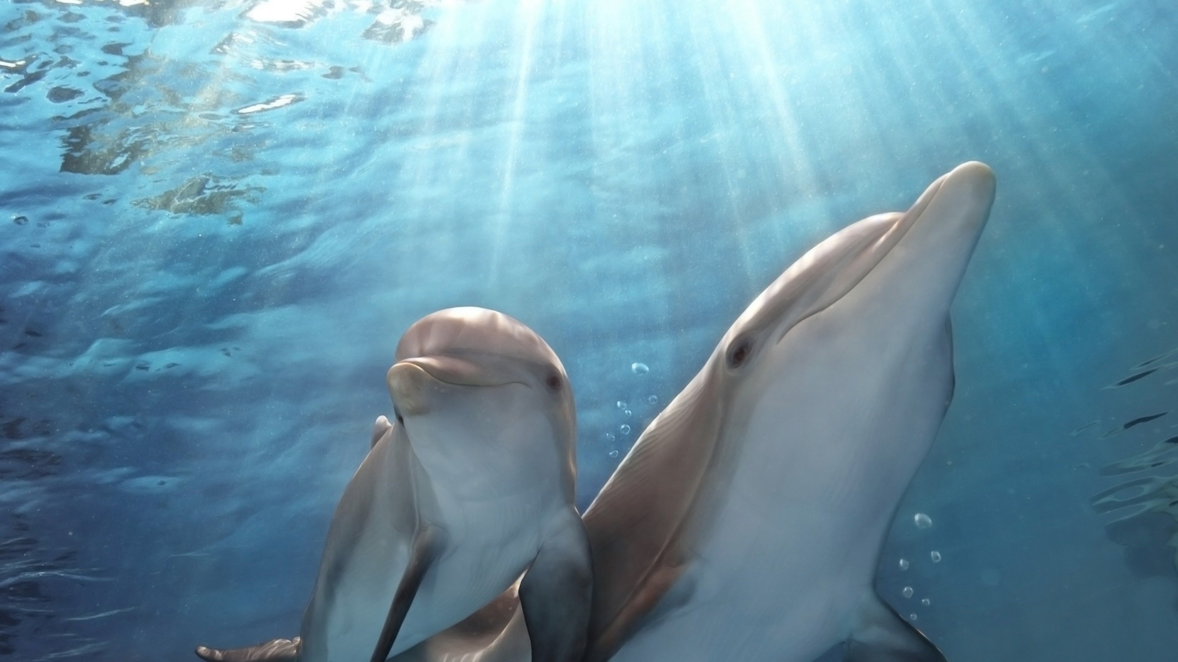 Dolphin Tale 2 Movie Tickets & Showtimes Near You