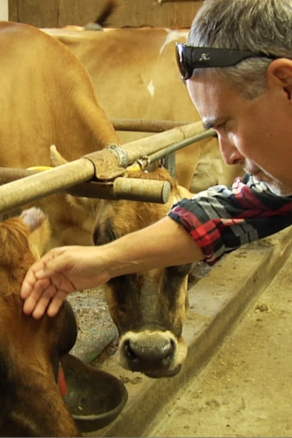 Good Eating Pictures Rotten Tomatoes