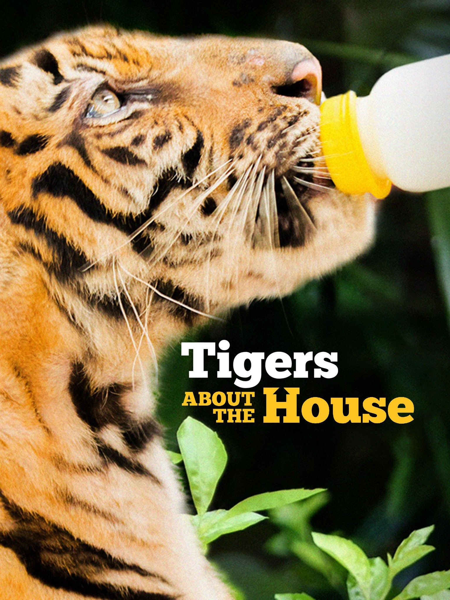 Tigers About the House Rotten Tomatoes