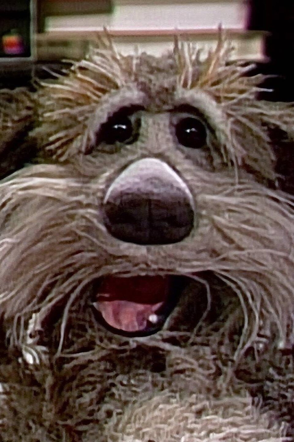 Sprocket's Big Adventure Pictures Rotten Tomatoes