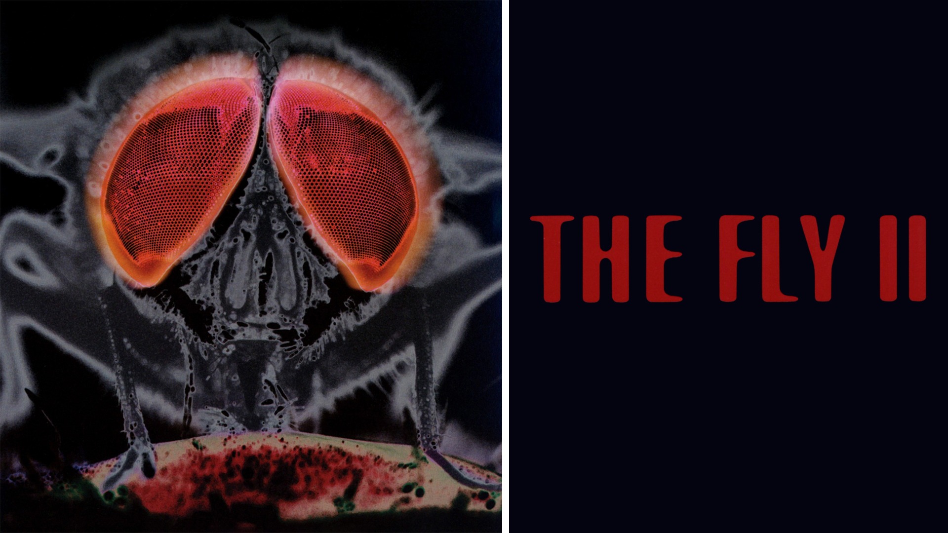 Saffron Henderson The Fly Ii